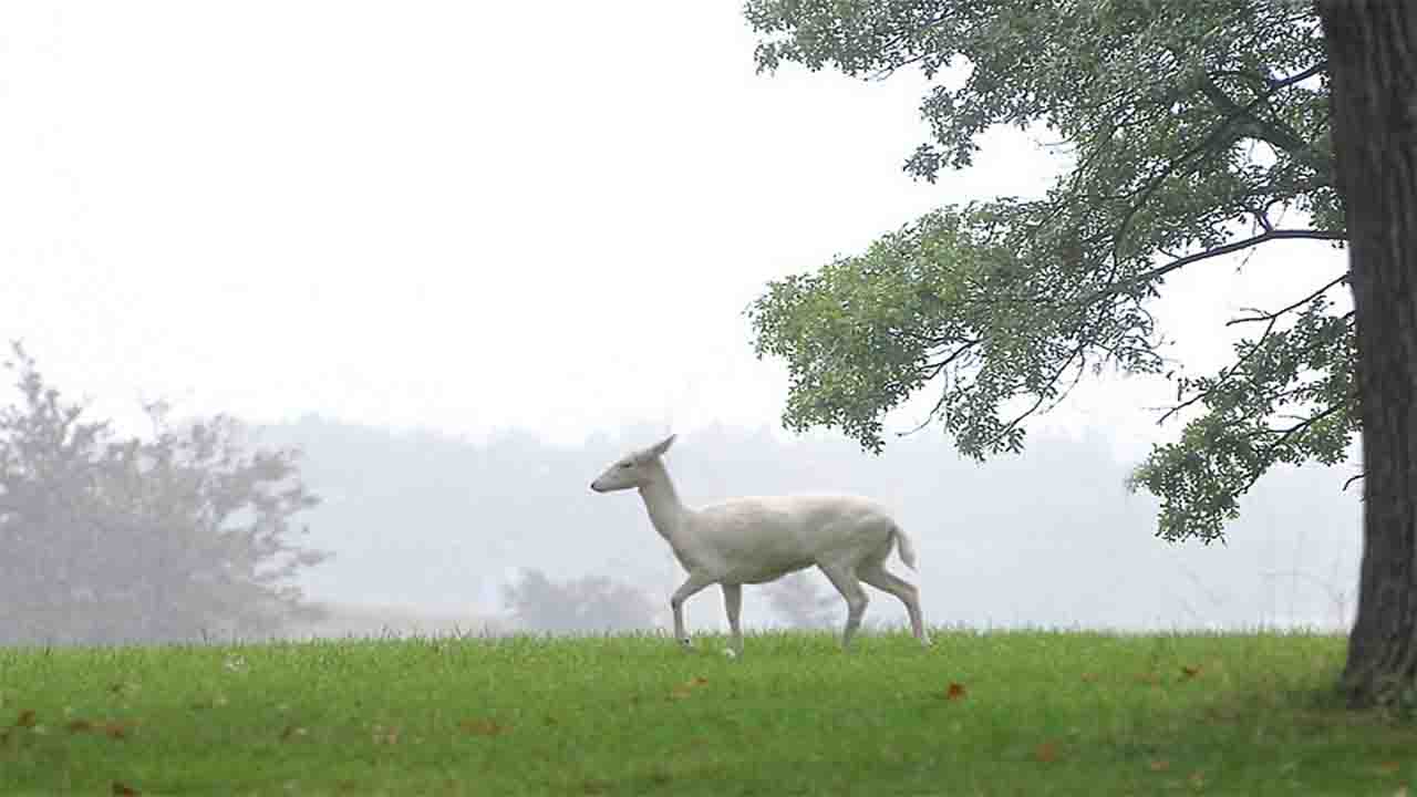 Extremely Rare White Deer sighted in… Commonwealth Union