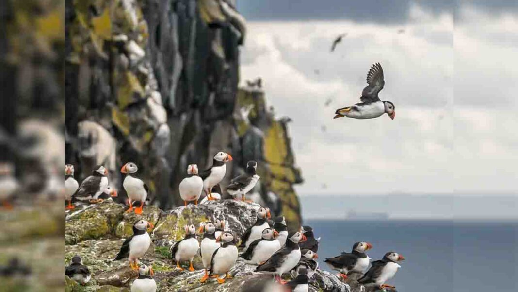 Scotland’s Wildlife Wonders… Scotland’s Wildlife Wonders…