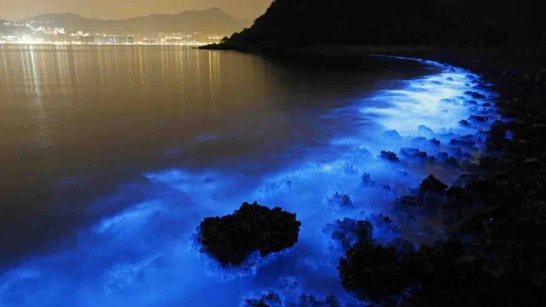 Bioluminescent Marvels: Illuminating the Secrets of… Bioluminescent Marvels: Illuminating the Secrets of…