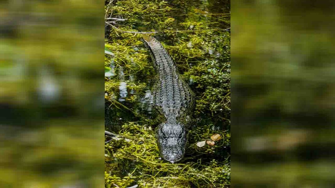 Crocodile ancestors aged at… Crocodile ancestors aged at…