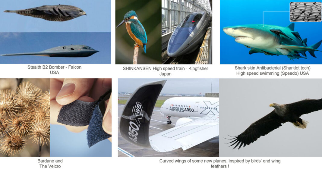 Biomimicry for a Sustainable Future: Lessons from Ecosystems Biomimicry for a Sustainable Future: Lessons from Ecosystems