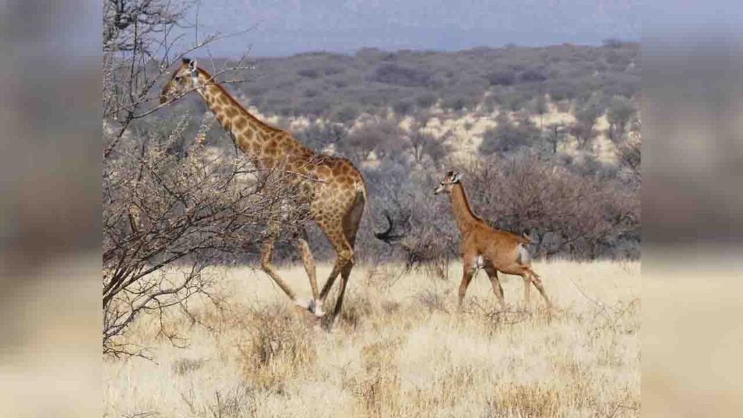Another giraffe without spots… Another giraffe without spots…