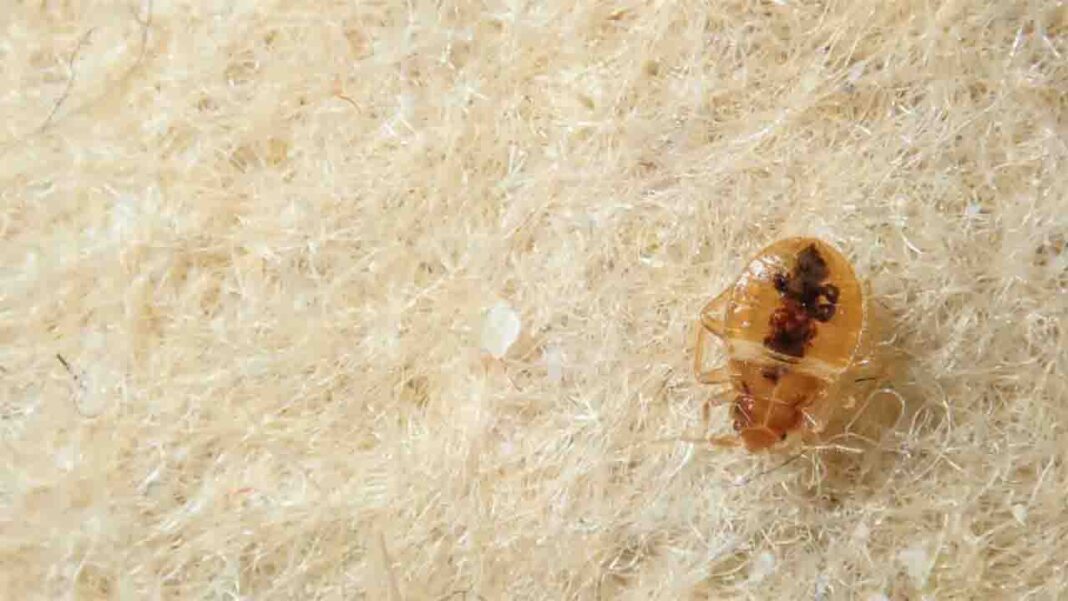 Bedbug breaks out… Bedbug breaks out…