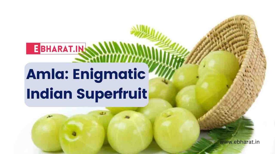 The Indian Gooseberry’s Potent Role…beyond The Indian Gooseberry’s Potent Role…beyond