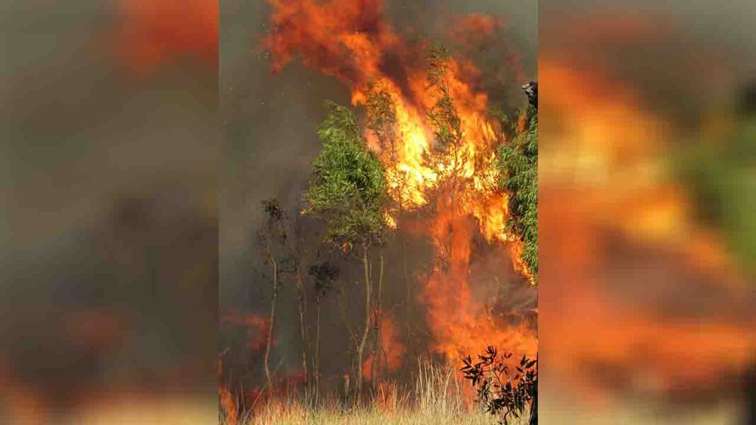 Scientists optimistic about the rebounding of biodiversity after bushfires Scientists optimistic about the rebounding of biodiversity after bushfires
