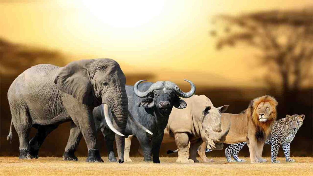The Big Five! Tracking Africa’s Most Iconic Wildlife on Safari The Big Five! Tracking Africa’s Most Iconic Wildlife on Safari