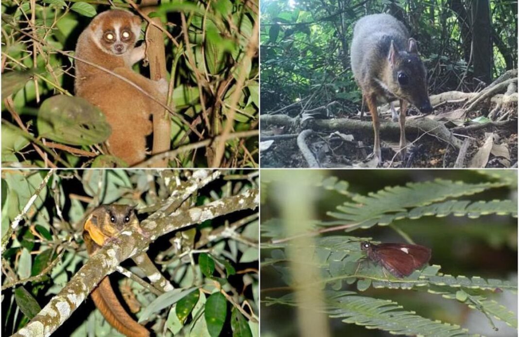 10-year-old jungle bridge proves lifeline for… 10-year-old jungle bridge proves lifeline for…