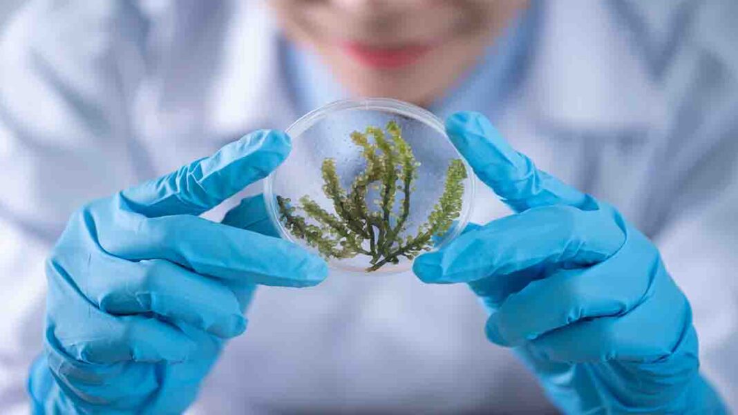 What is World Science Day for Peace and Development? What is World Science Day for Peace and Development?