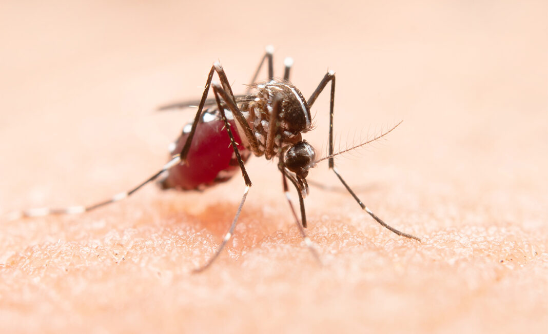 Dengue rate takes a dip due to… Dengue rate takes a dip due to…