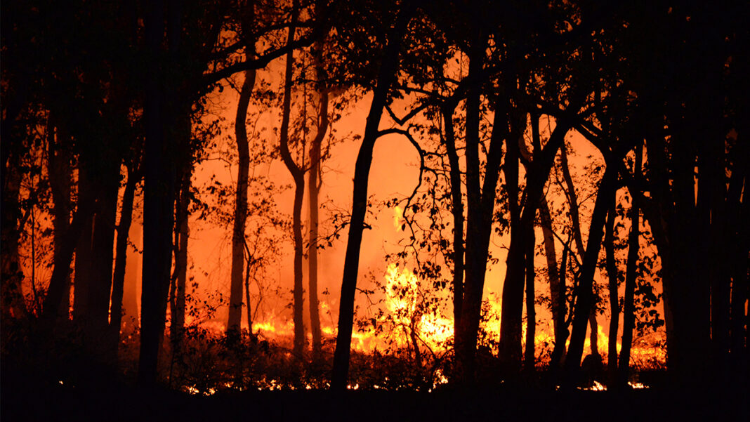 Will it be possible for AI to lower bush fire burdens? Will it be possible for AI to lower bush fire burdens?