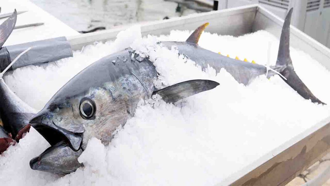 Bluefin tuna reappears Bluefin tuna reappears