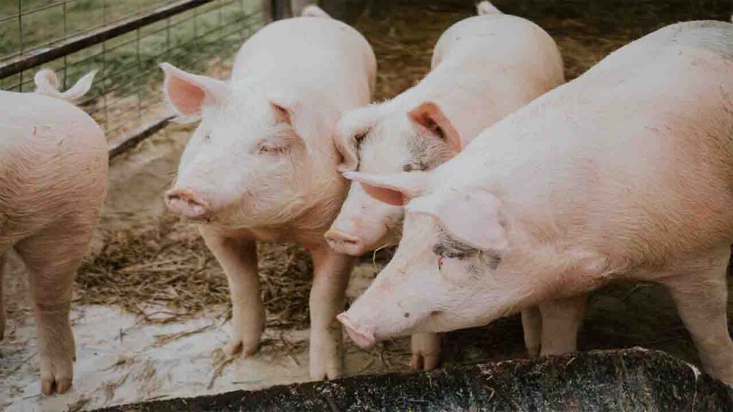 A distinct form of swine flu was detected in the UK as the first human case A distinct form of swine flu was detected in the UK as the first human case