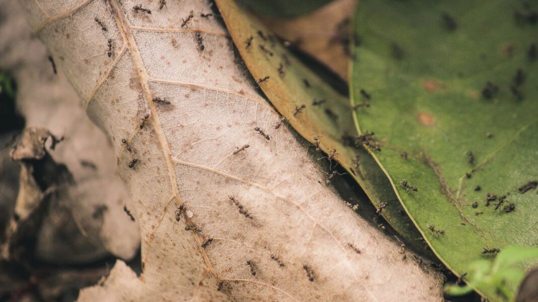 Significance of chemicals in animal kingdom Significance of chemicals in animal kingdom
