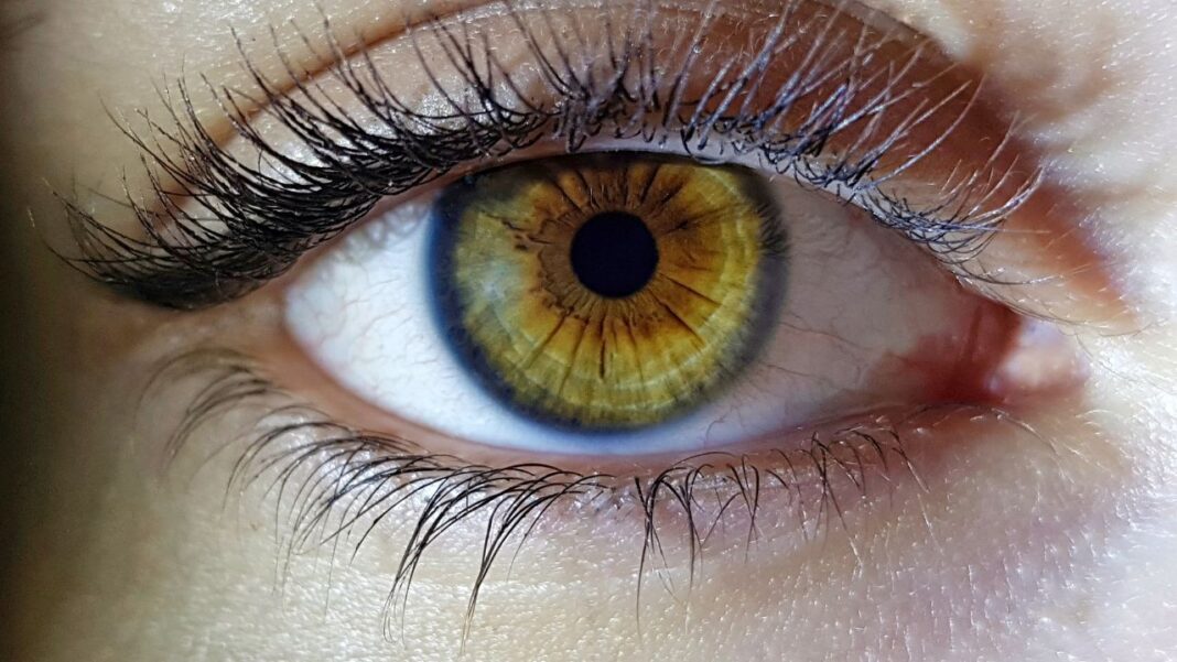 Detecting brain trauma in minutes by EyeD Detecting brain trauma in minutes by EyeD