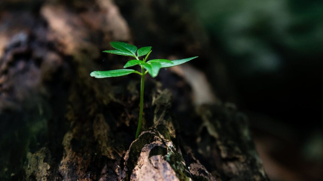 Researchers find plant hormone enhancing growth by 30% Researchers find plant hormone enhancing growth by 30%