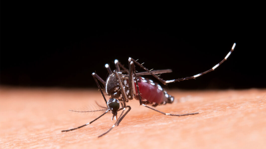 Gene driven tech to wipe out malaria Gene driven tech to wipe out malaria