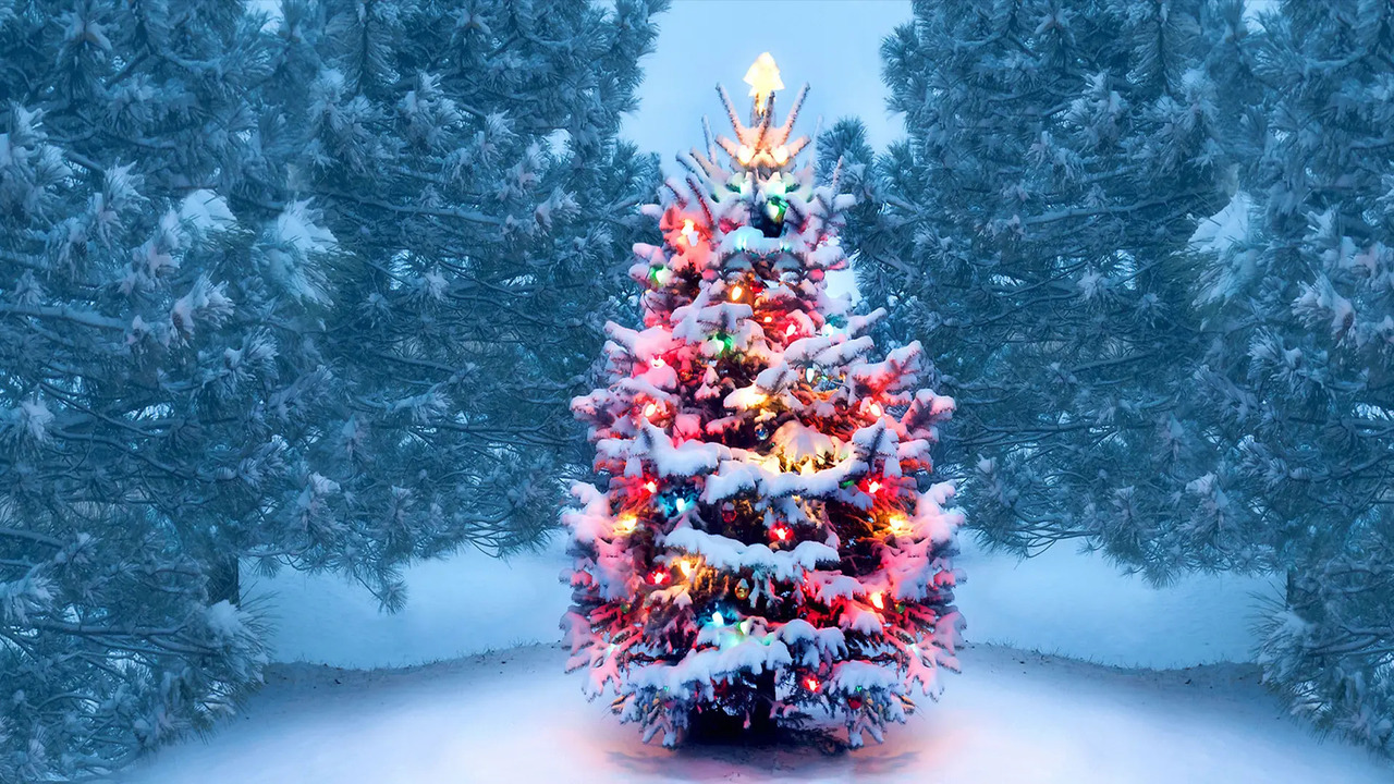 Story of the ever green tree Commonwealth Union