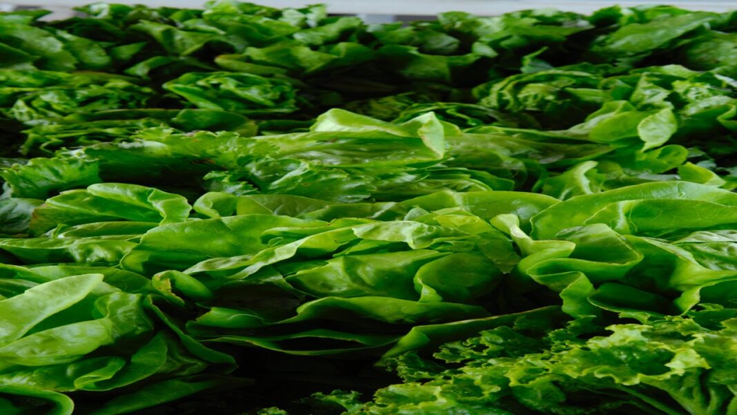 Major study shows how leafy greens can decrease cancer risk Major study shows how leafy greens can decrease cancer riskÂ