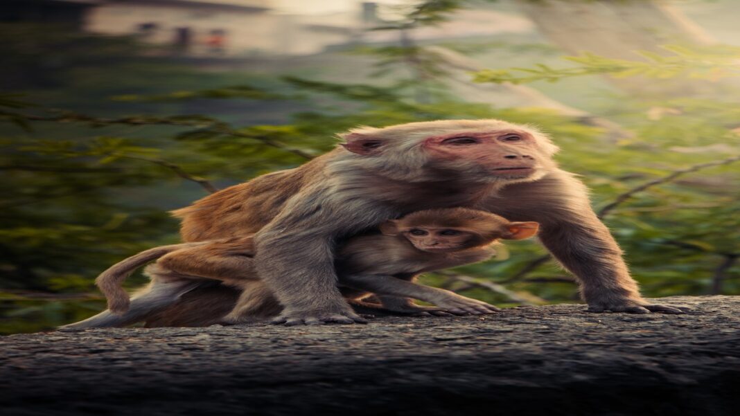 Monkey Day with no monkey business Monkey Day with no monkey business