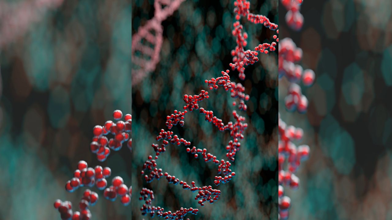 of the world’s largest habitat unveiled Commonwealth Union