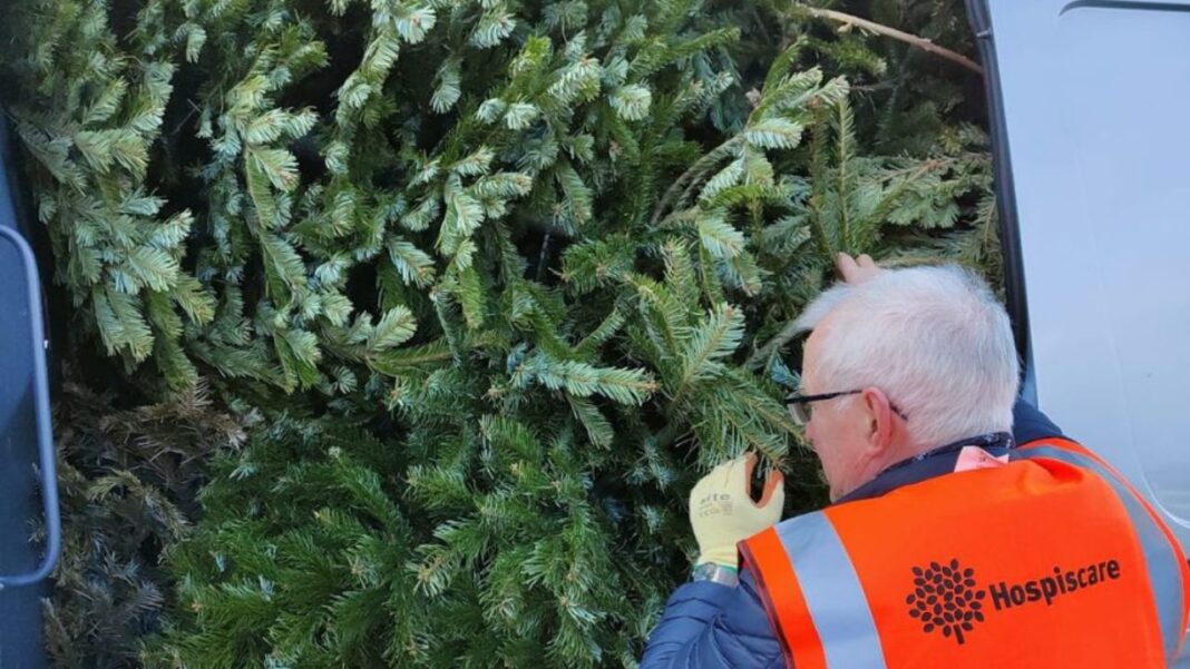 Recycling Christmas trees Recycling Christmas trees