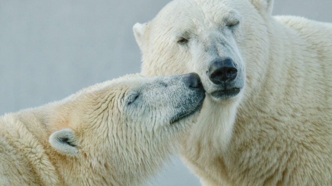 Polar bears inspire scientists to create light textile with high insulation Polar bears inspire scientists to create light textile with high insulation