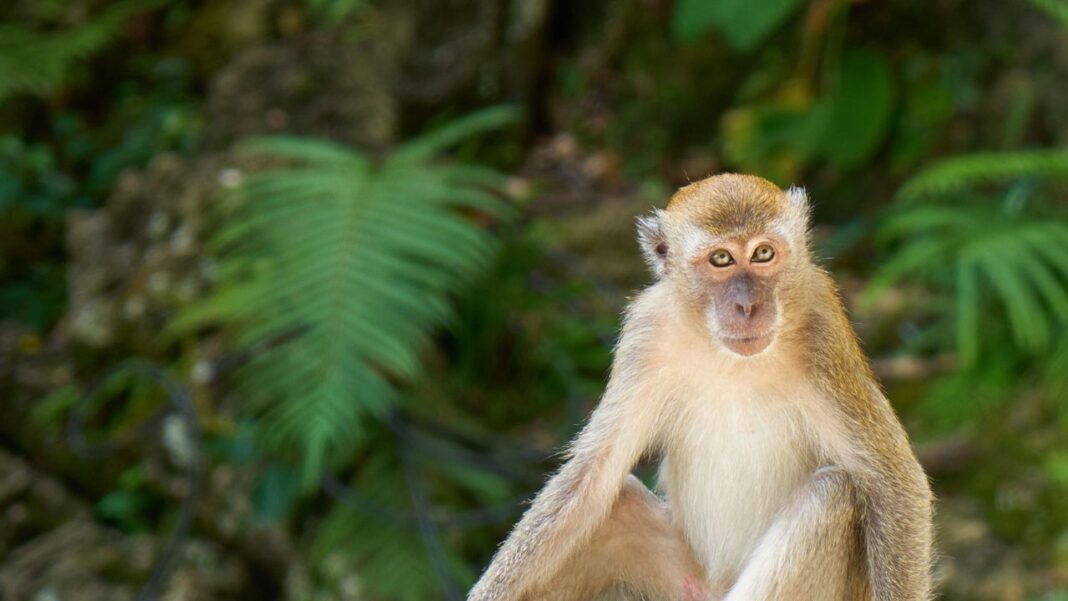 Monkeys utilize stone tools during pandemic Monkeys utilize stone tools during pandemic