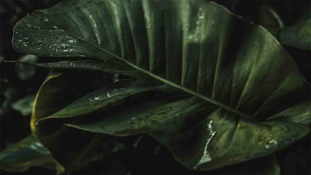 Why Preserving biodiversity is Globally Important? Why Preserving biodiversity is Globally Important?