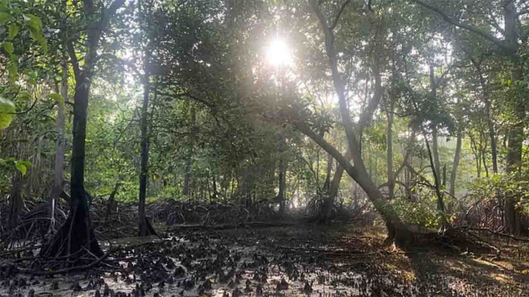 Singapore’s Native flora and fauna threatened Singapore’s Native flora and fauna threatened