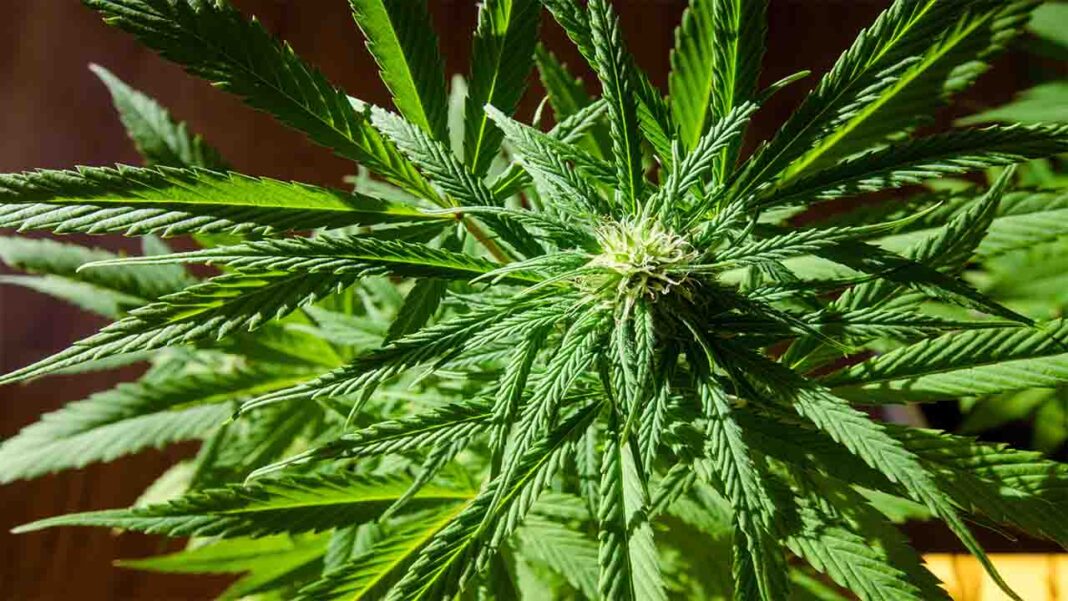 Cannabis: An Unconventional Melanoma Cell Treatment Cannabis: An Unconventional Melanoma Cell Treatment