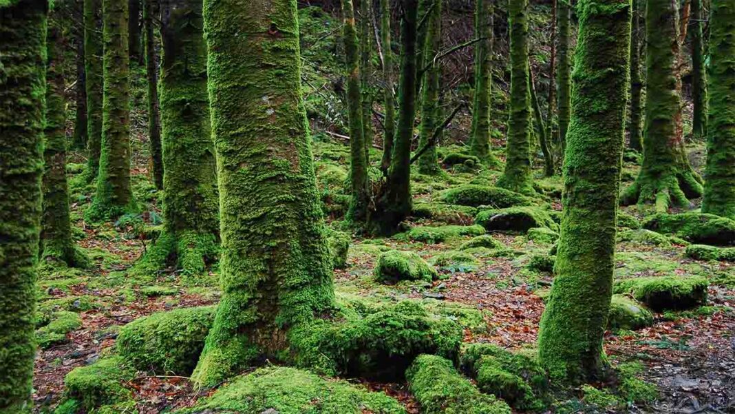 What role does moss play in pollution monitoring? What role does moss play in pollution monitoring?