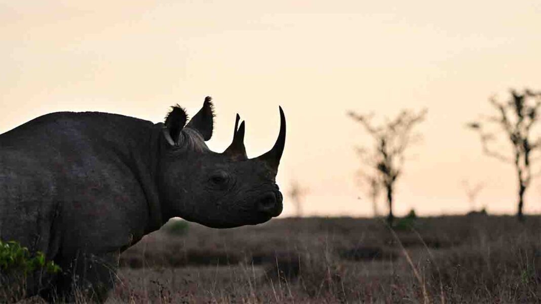 Kenya: Black rhinos begin their trek to a new habitat Kenya: Black rhinos begin their trek to a new habitat