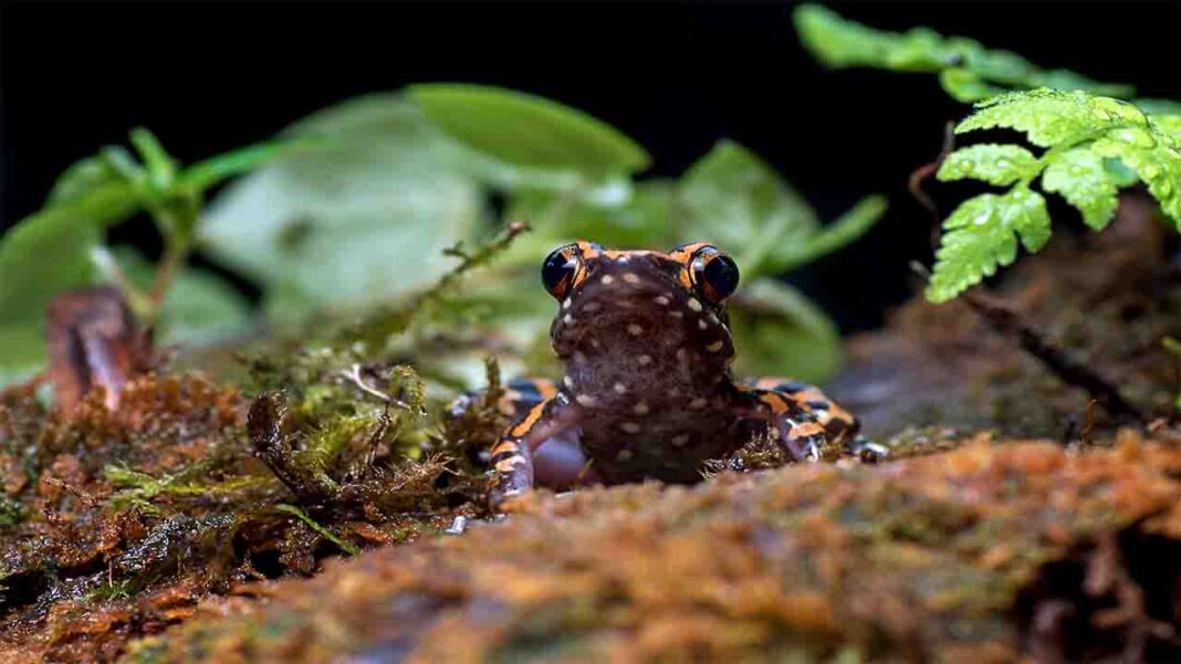 Frog with a Growing Mushroom – Scientists Puzzled Frog with a Growing Mushroom – Scientists Puzzled