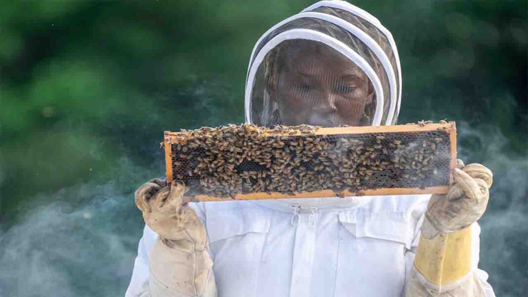 NiMet, Nirsal launch new projects to boost Agriculture in Nigeria NiMet, Nirsal launch new projects to boost Agriculture in Nigeria