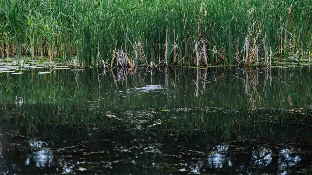 Need for conservation and restoration of Canadian wetlands Need for conservation and restoration of Canadian wetlands