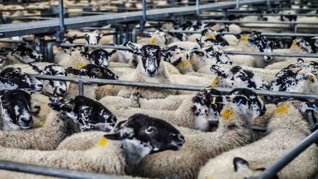 Australia refuses to send a Ship with 14,000 sheep, and 1,500 cattle from Africa to Israel Australia refuses to send a Ship with 14,000 sheep, and 1,500 cattle from Africa to Israel