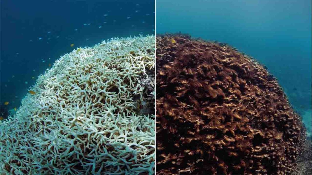 RISING TIDES: THE CLIMATE CRISIS AND OCEAN HEALTH