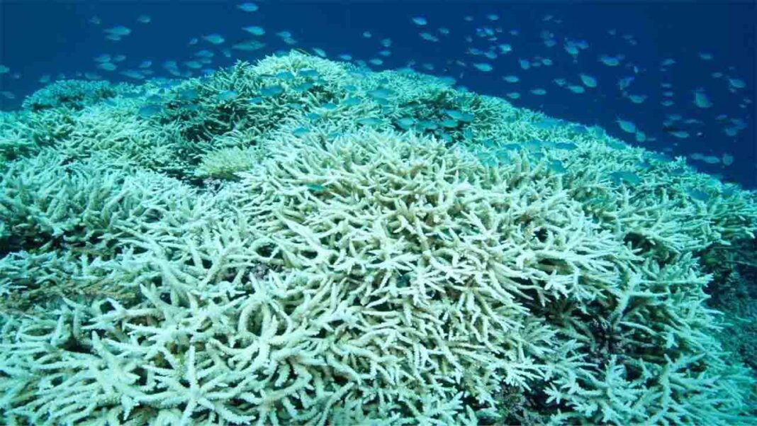 Bleached Reefs Tragedy Bleached Reefs Tragedy