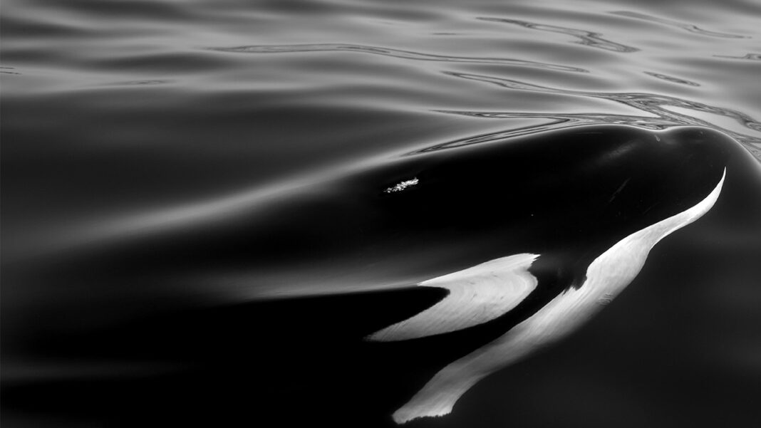 Rescuing orca calf Rescuing orca calf