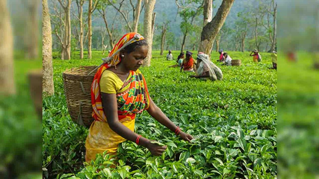 Sustainable tea farming Sustainable tea farming