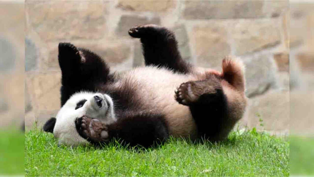 Panda diplomacy thaws US-China ties  Panda diplomacy thaws US-China ties Â