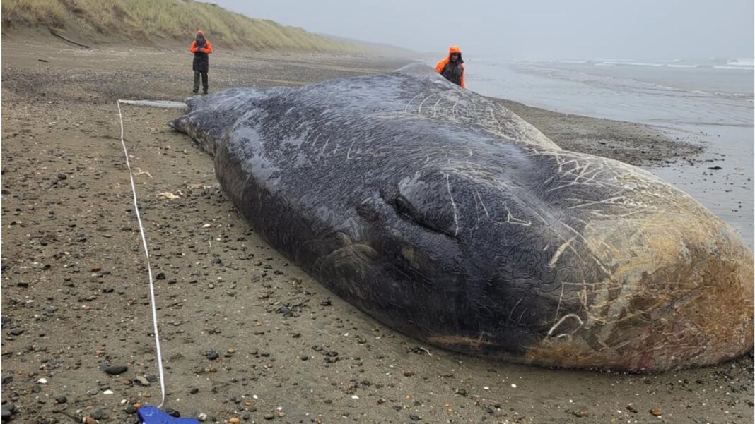 Stolen whale jawbone outrage Stolen whale jawbone outrage