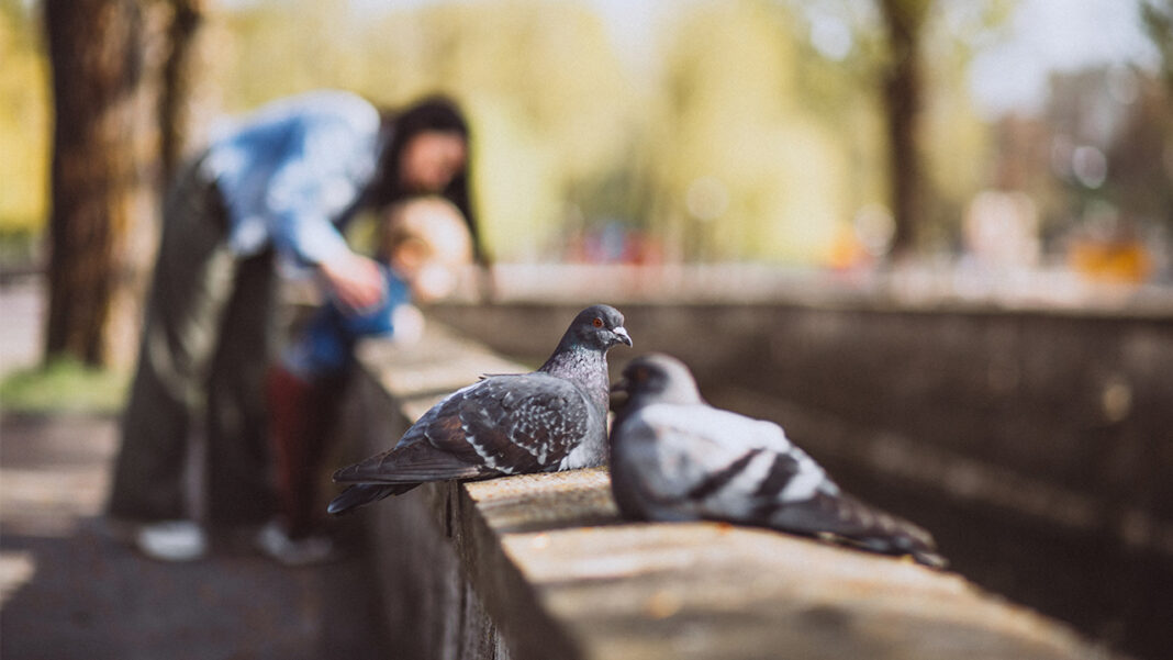 Potential spread of bird flu in Canada Potential spread of bird flu in Canada