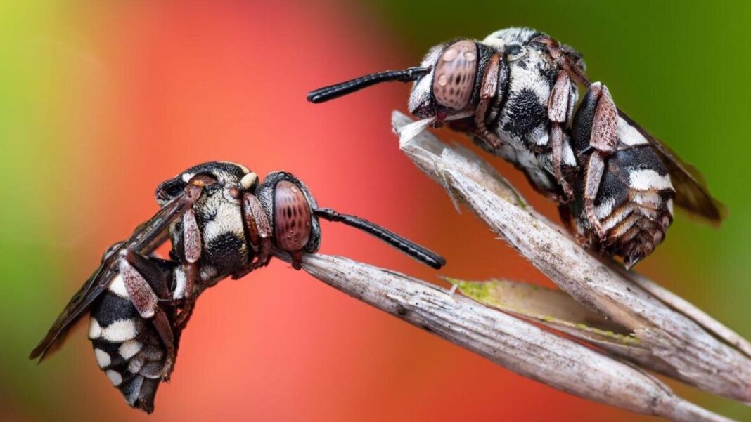 Resting cuckoo bees win photo competition Resting cuckoo bees win photo competition