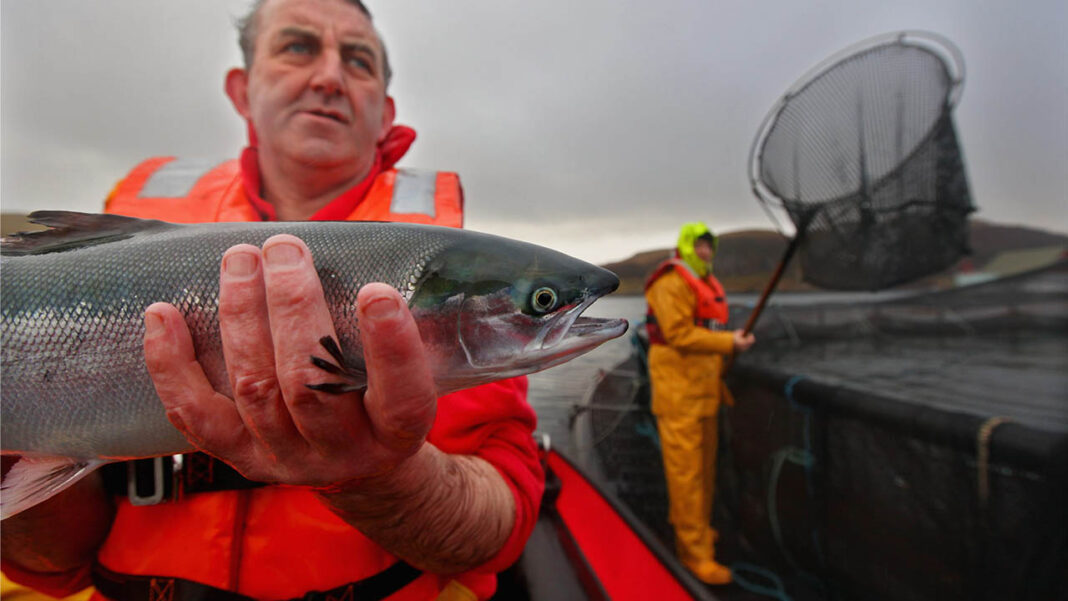 Scottish salmon exports soar to new heights Scottish salmon exports soar to new heights