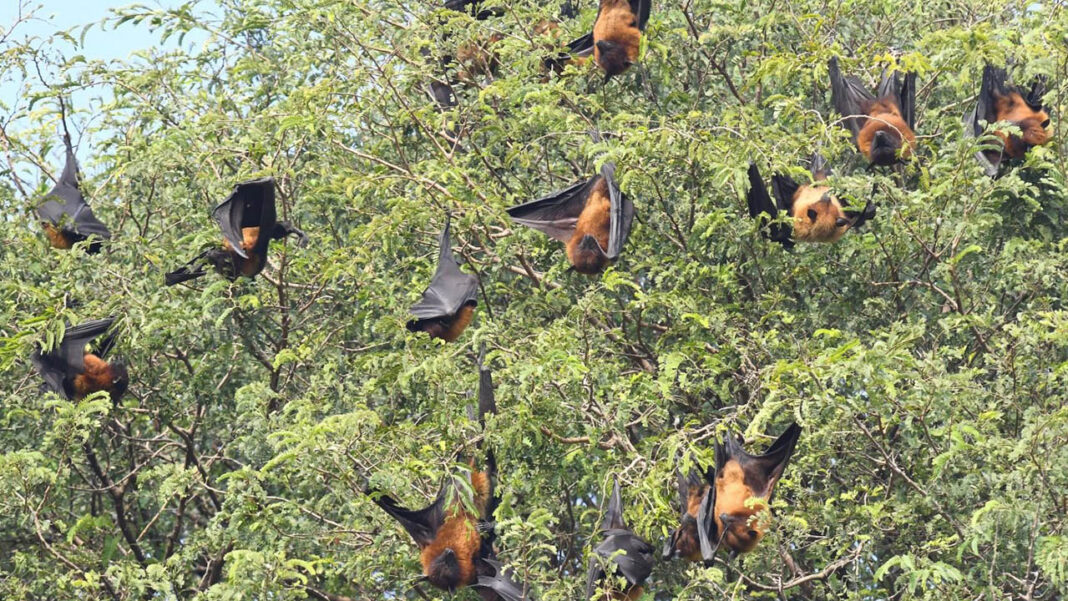 Indian Flying Foxes perished due to heatwaves Indian Flying Foxes perished due to heatwaves