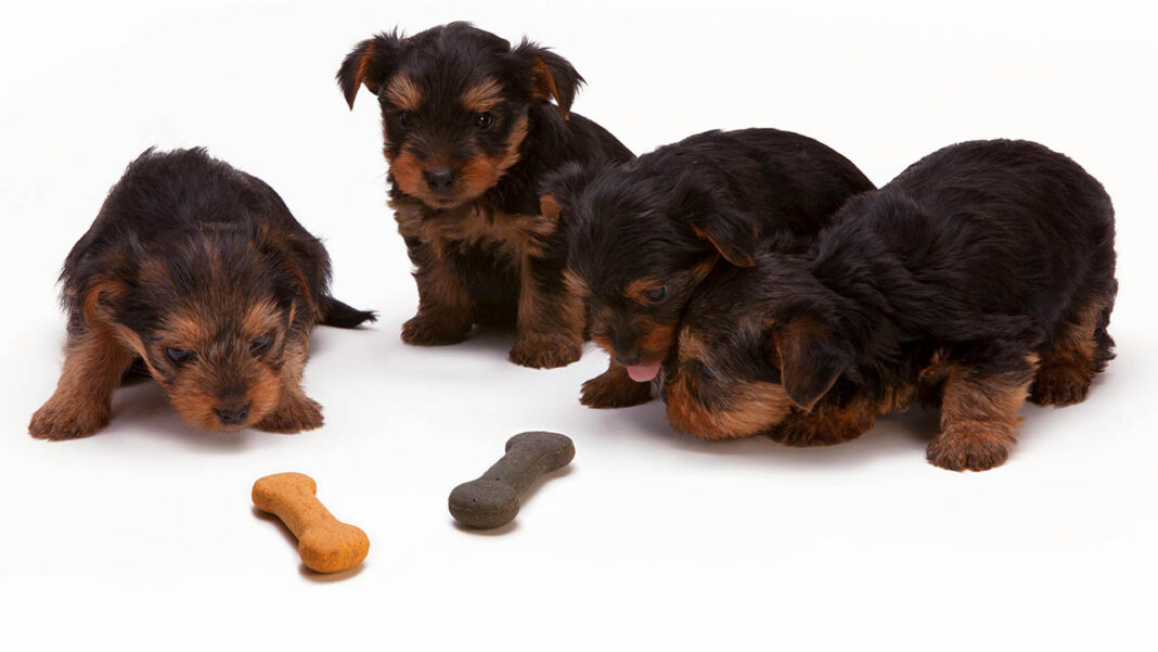 Own a pet, relieve anxiety Own a pet, relieve anxiety