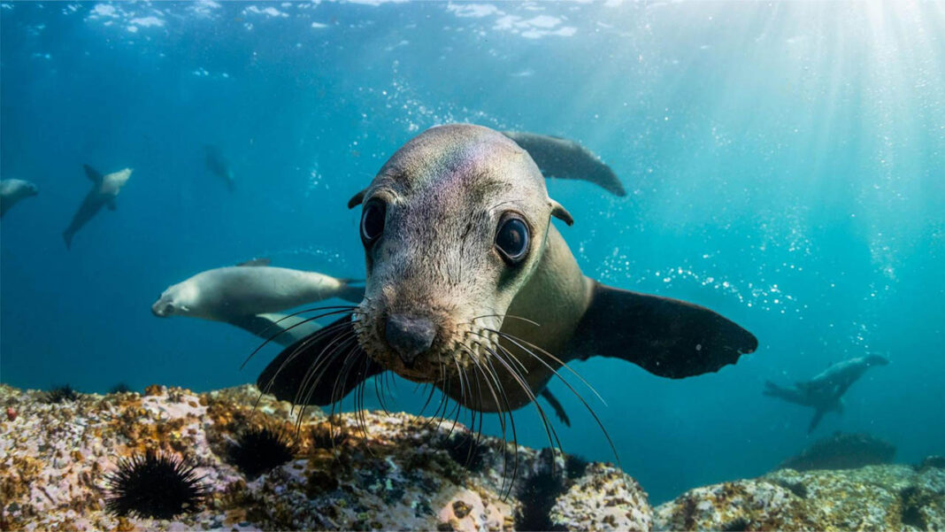 Sea lions map the ocean floor Sea lions map the ocean floor
