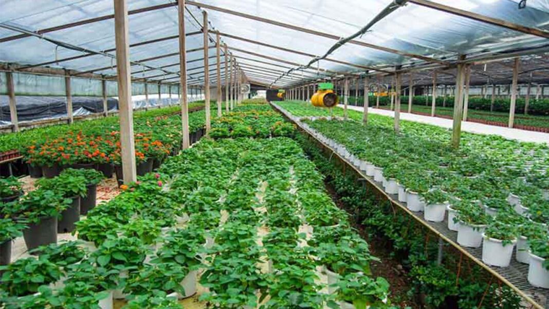 Revolutionary Green Pakistan Initiative Revolutionary Green Pakistan Initiative