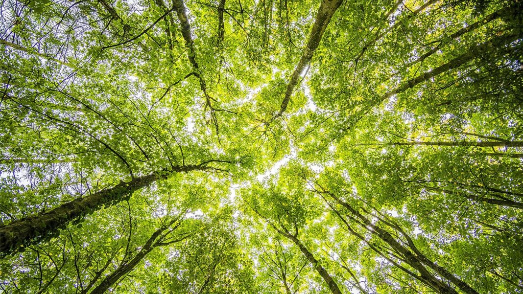 Urban trees improve health and well-being Urban trees improve health and well-being